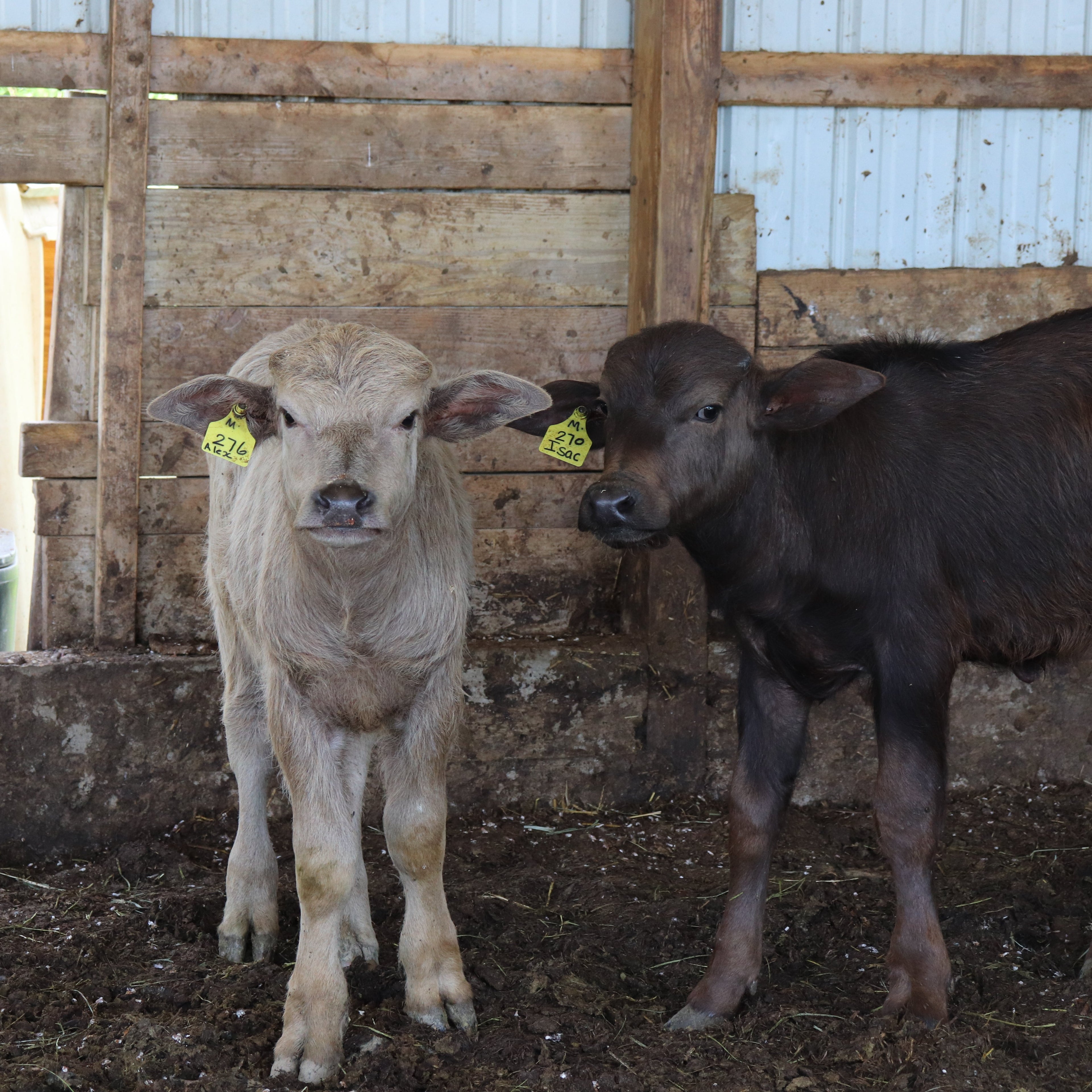 Two calves, one white and one black, standing in a barn.