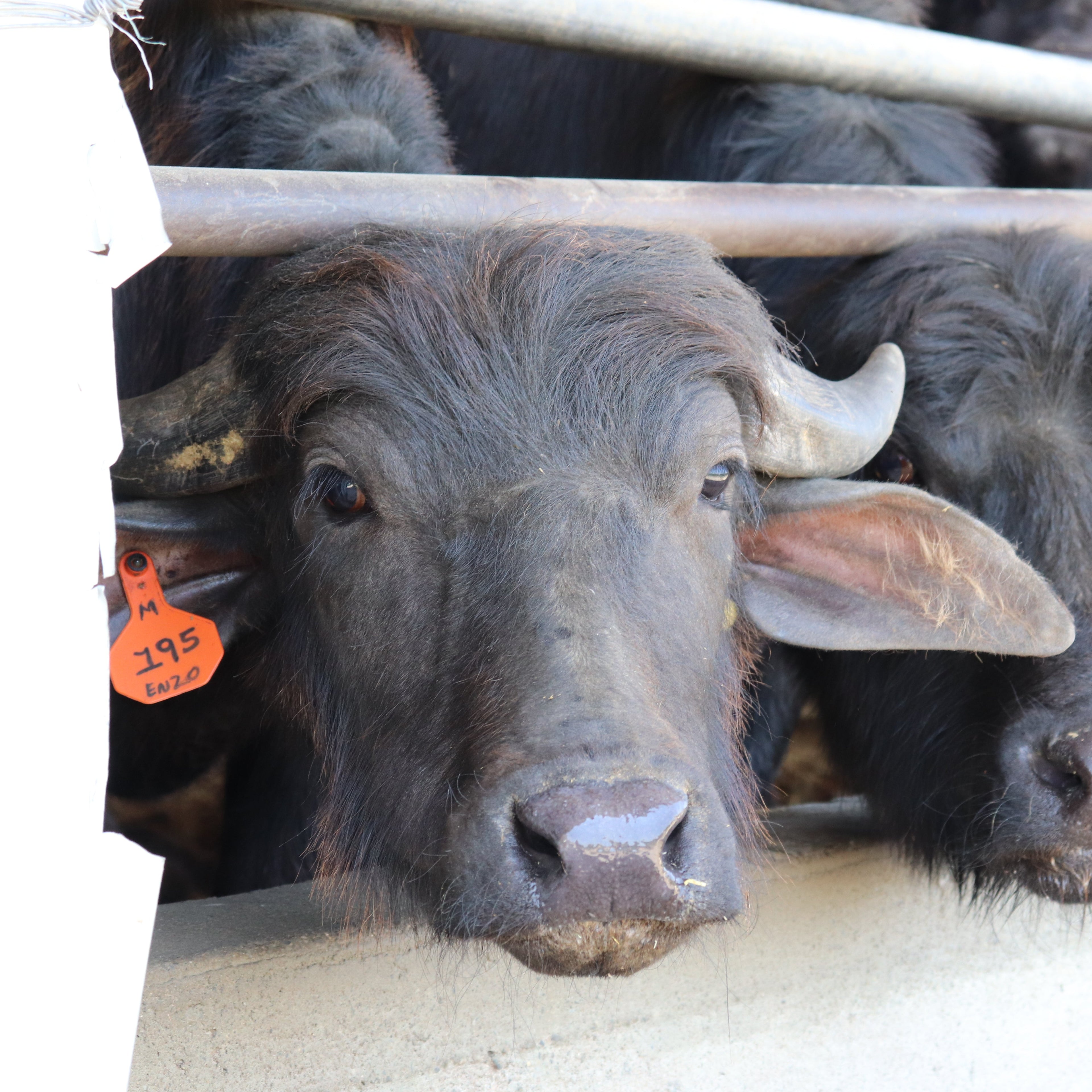 Two buffaloes with tags peeking over a metal bar in a pen.