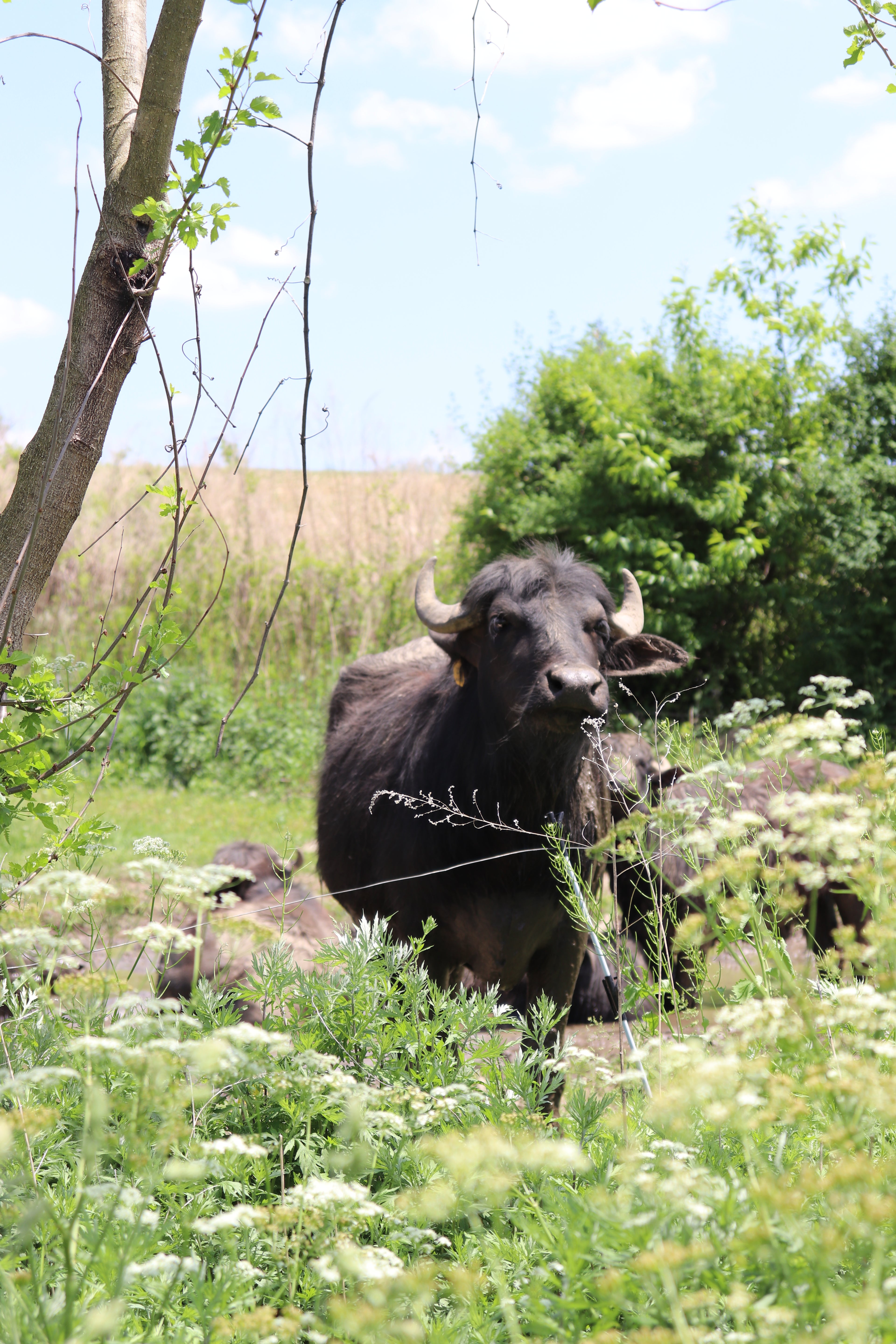 Buffalo standing in a grassy field with trees and flowers