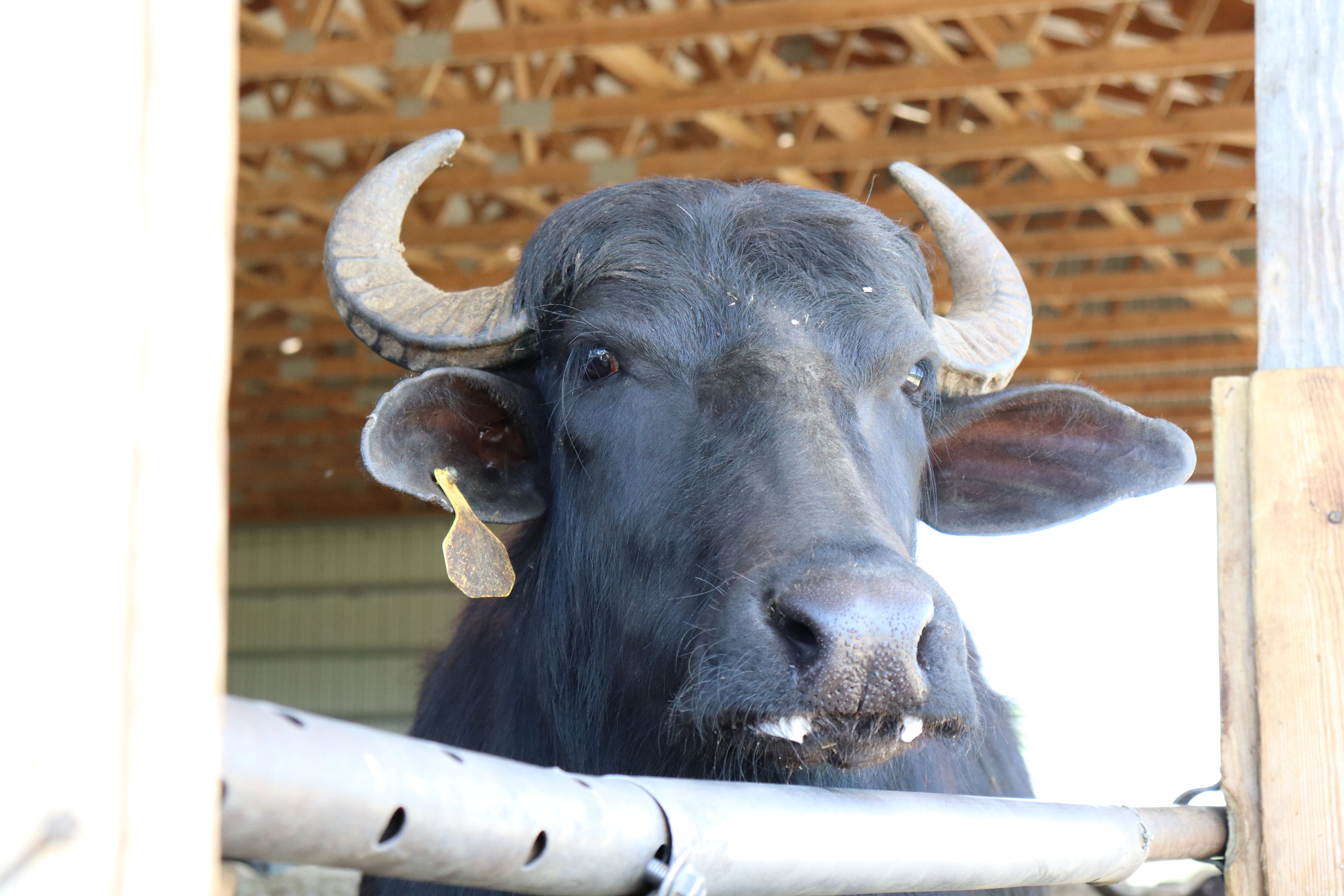 Buffalo with large horns standing behind a wooden fence